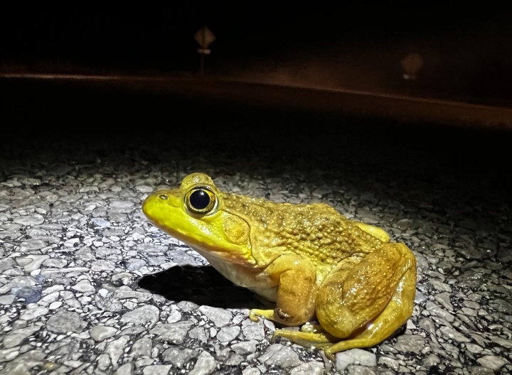 American Bullfrog